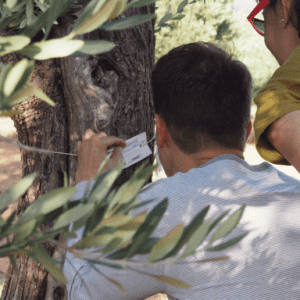 Ofereça o apadrinhamento de uma oliveira durante um ano