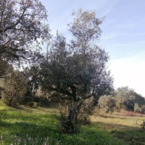 449 - 1 Litro - 35€