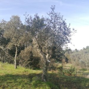453 - 2 Litros - 60€