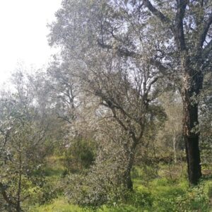 456 - 2 Litros - 60€