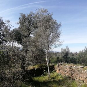 457 - 2 Litros - 60€