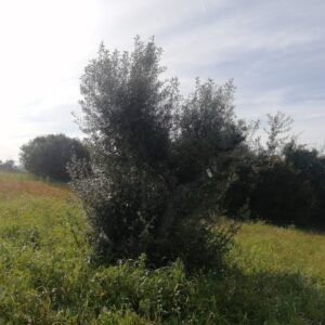 624