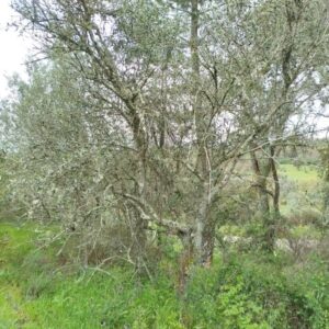 1104