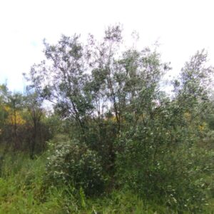 1176