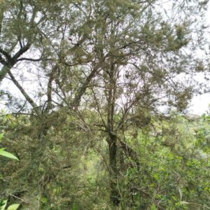 1341