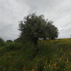 3650