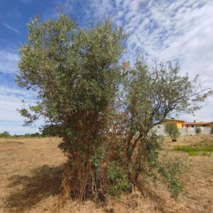 4545